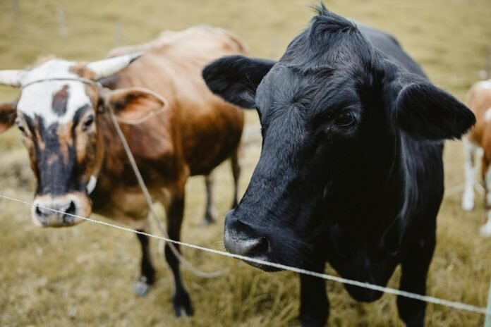 Ganadería regenerativa: la apuesta de Alquería y The Nature Conservancy