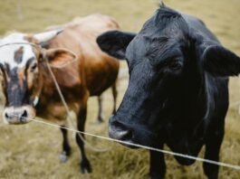 Ganadería regenerativa: la apuesta de Alquería y The Nature Conservancy