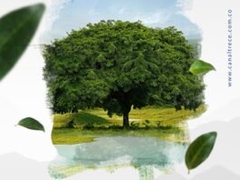 Canal Trece estrena Entre la Tierra y el Agua: un viaje por la naturaleza colombiana