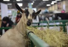 Agroexpo llega a Cali en 2026: Sedes, fechas y novedades Todo sobre Agroexpo Cali 2026: Negocios, tecnología y equitación