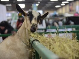 Todo sobre Agroexpo Cali 2026: Negocios, tecnología y equitación