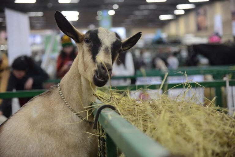 Agroexpo llega a Cali en 2026: Sedes, fechas y novedades