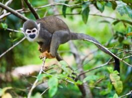 Descubre el Amazonas: Nuevos Senderos y Cultura Indígena con Decameron en Isla de los Micos