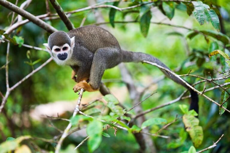 Isla de los Micos: Decameron refuerza la protección y la experiencia amazónica
