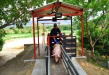 Porcicultura colombiana: liderando la transición climática con innovación Sostenibilidad y Mercados de Carbono: La Ruta de la Porcicultura en Colombia