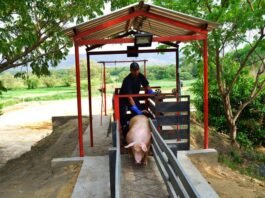 Sostenibilidad y Mercados de Carbono: La Ruta de la Porcicultura en Colombia