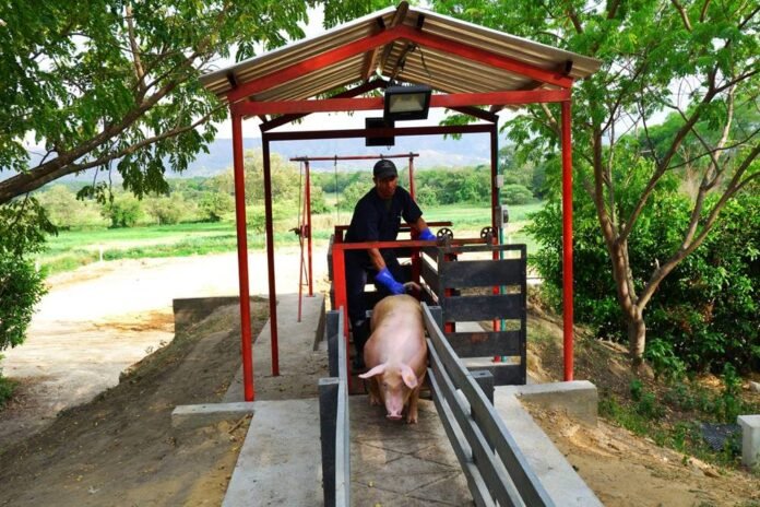 Sostenibilidad y Mercados de Carbono: La Ruta de la Porcicultura en Colombia
