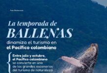 Temporada de ballenas reactiva la economía turística del Pacífico Avistamiento de ballenas impulsa el turismo en el Pacífico colombiano
