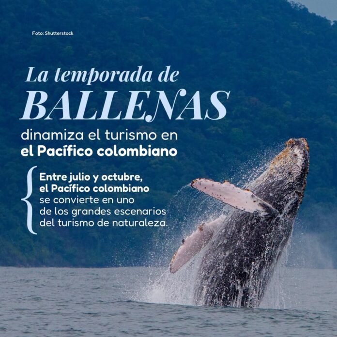 Avistamiento de ballenas impulsa el turismo en el Pacífico colombiano